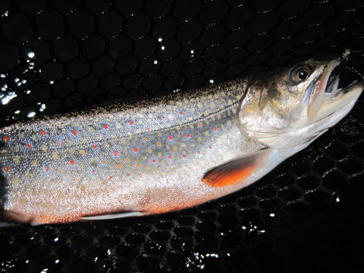 665887D6-1BBA-4E6B-8F4E-65C1D8B5F95D